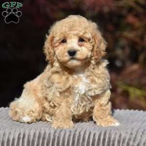 Benson, Bich-Poo Puppy